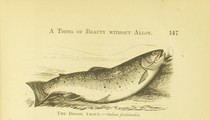 Fishing in American Waters, Genio C. Scott, 1869, 147, Brook Trout, Salvelinus Fontinalis